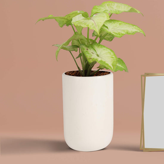 Glossy white ceramic planter
