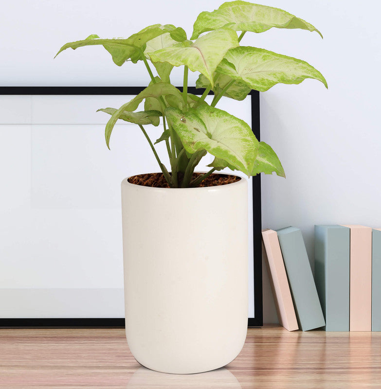 Glossy white ceramic planter
