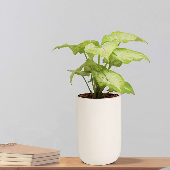 Glossy white ceramic planter
