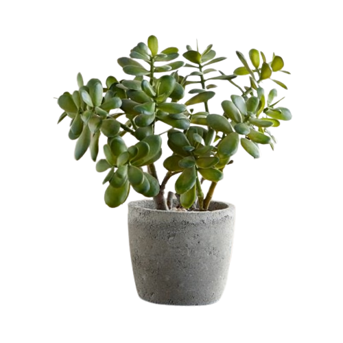 Set of 4 air purifying indoor plants
