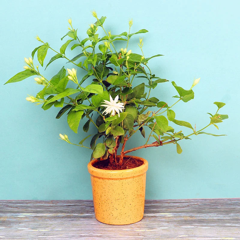 Jasmine plant – Jasminum species
