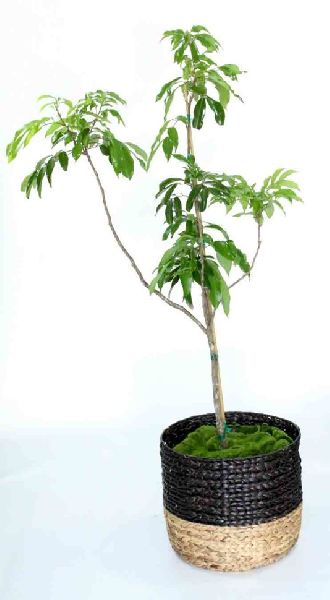Litchi tree sapling for planting
