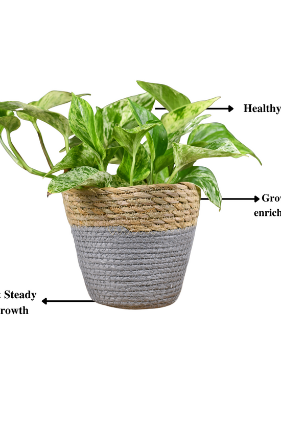 Monsoon Plant Combo - Gardengram