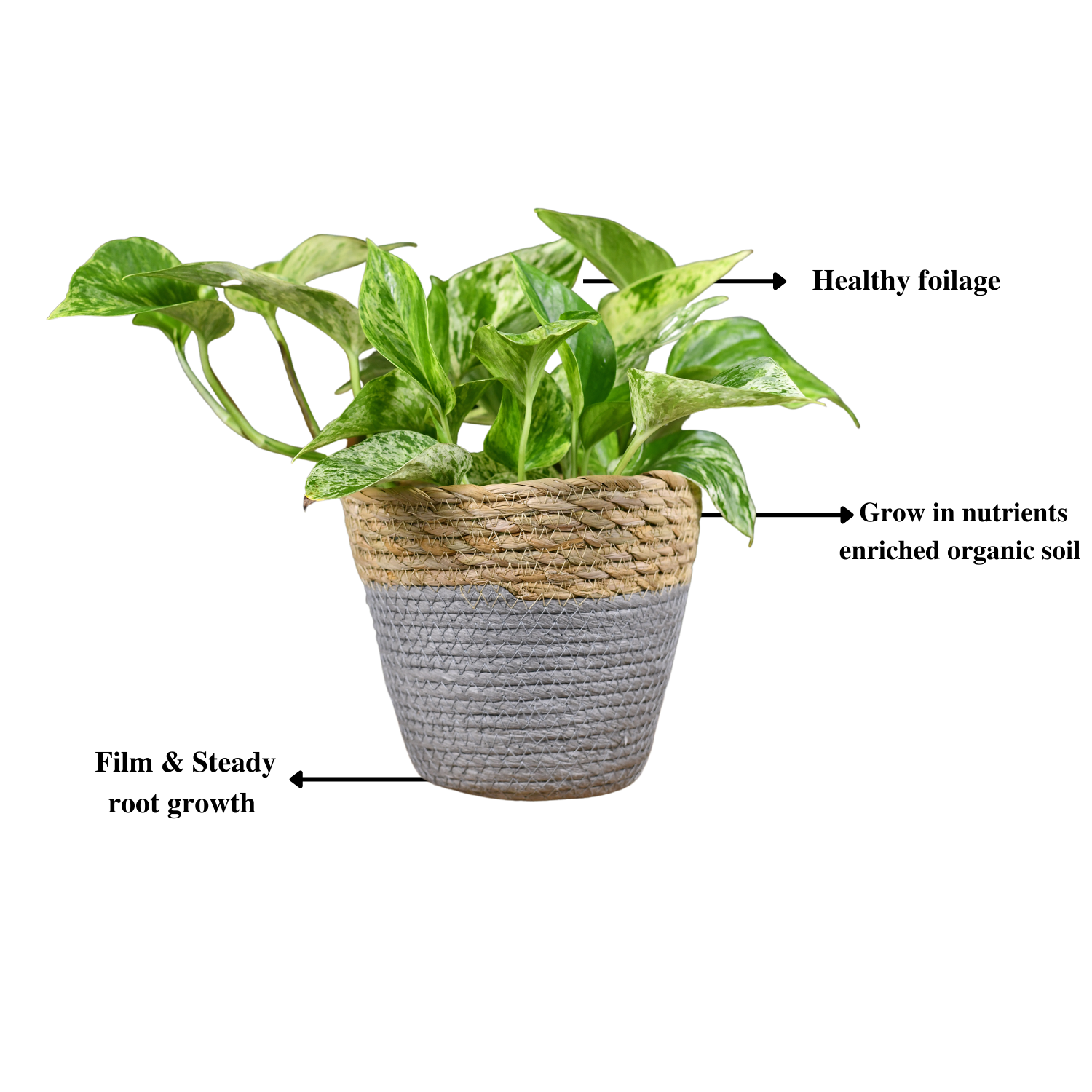 Monsoon Plant Combo - Gardengram