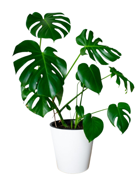 Exquisite Combo of Monestra, ZZ Plant, Ovata Crassula - Gardengram