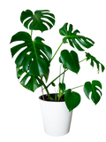 Exquisite Combo of Monestra, ZZ Plant, Ovata Crassula, Calathea Plant - Gardengram