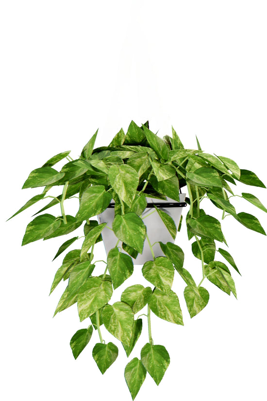 Monsoon gardening combo kit
