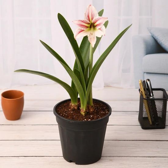 Indoor lily - Infinite Green variety
