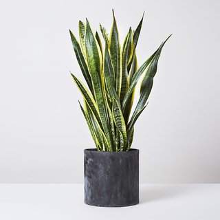 Dracaena Trisfascata – large Sansevieria
