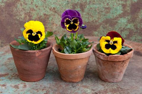 Pansy plant for balcony or garden
