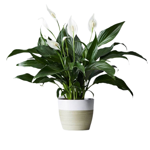 Lucky plants combo for positivity
