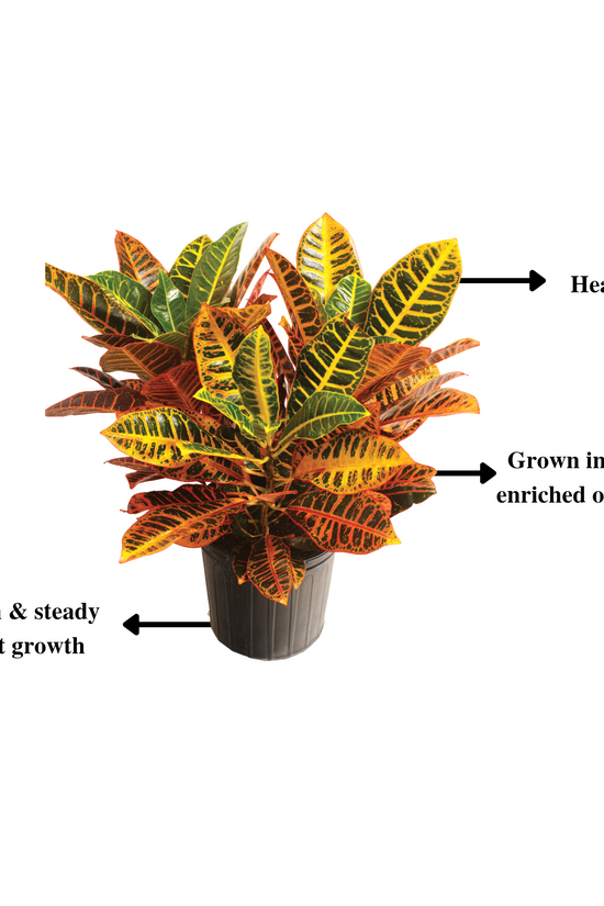 Monsoon Plant Combo - Gardengram