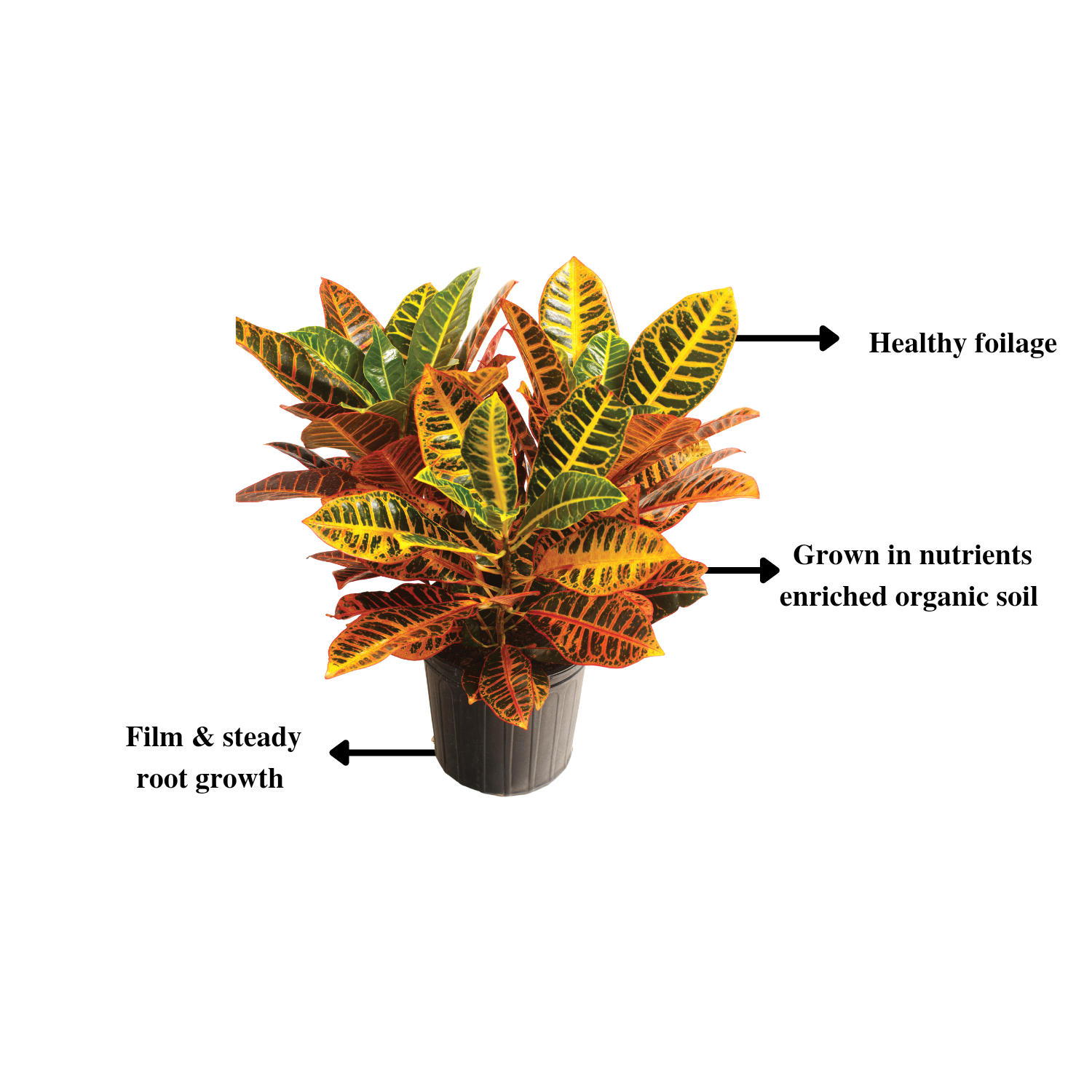 Monsoon Plant Combo - Gardengram