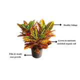 Monsoon Plant Combo - Gardengram