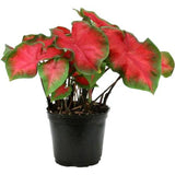 Caladium Biocolor Red Ruffle Plant - Gardengram