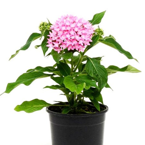 Pentas pink flowering plant
