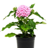 Pentas Pink - Flowering Plants - Gardengram