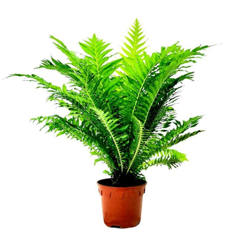 Green Lady Fern Plant - Gardengram