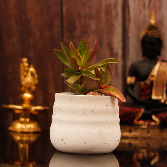 White gift-friendly ceramic plant pot
