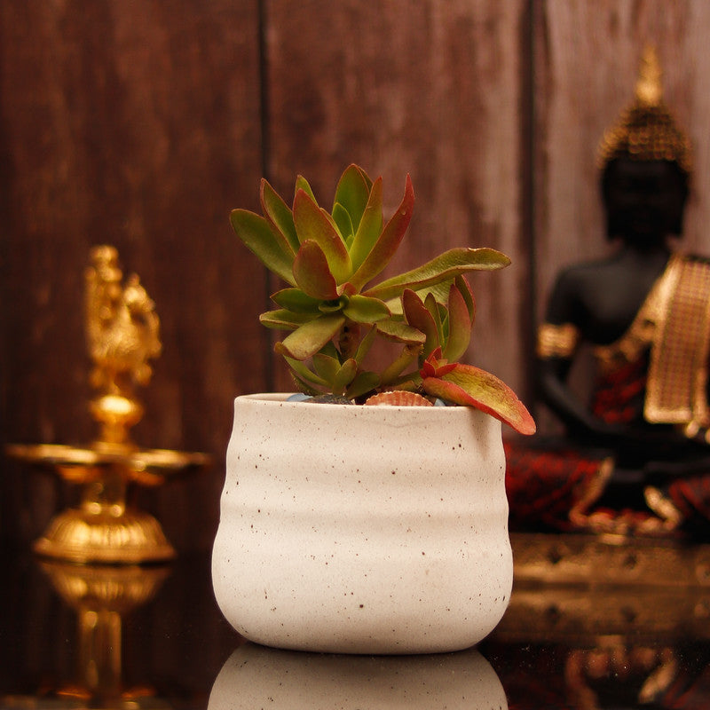 White gift-friendly ceramic plant pot
