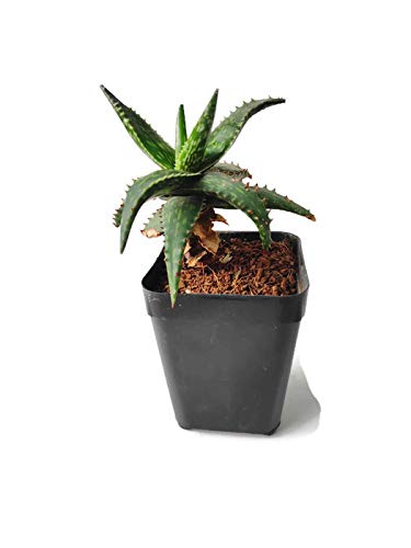 Aloe Jucunda – compact succulent plant
