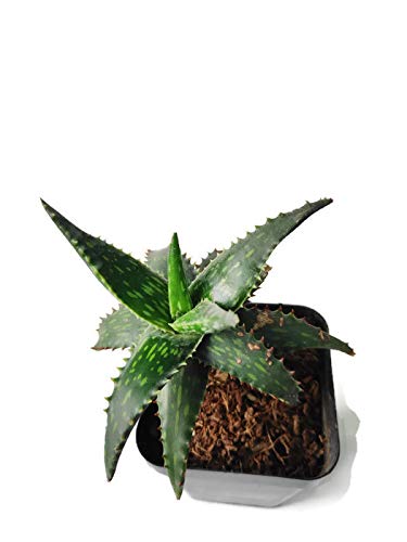 Aloe Jucunda – compact succulent plant
