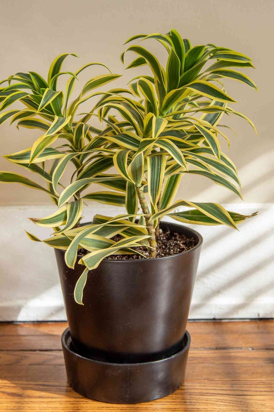 Song of India - Dracaena reflexa
