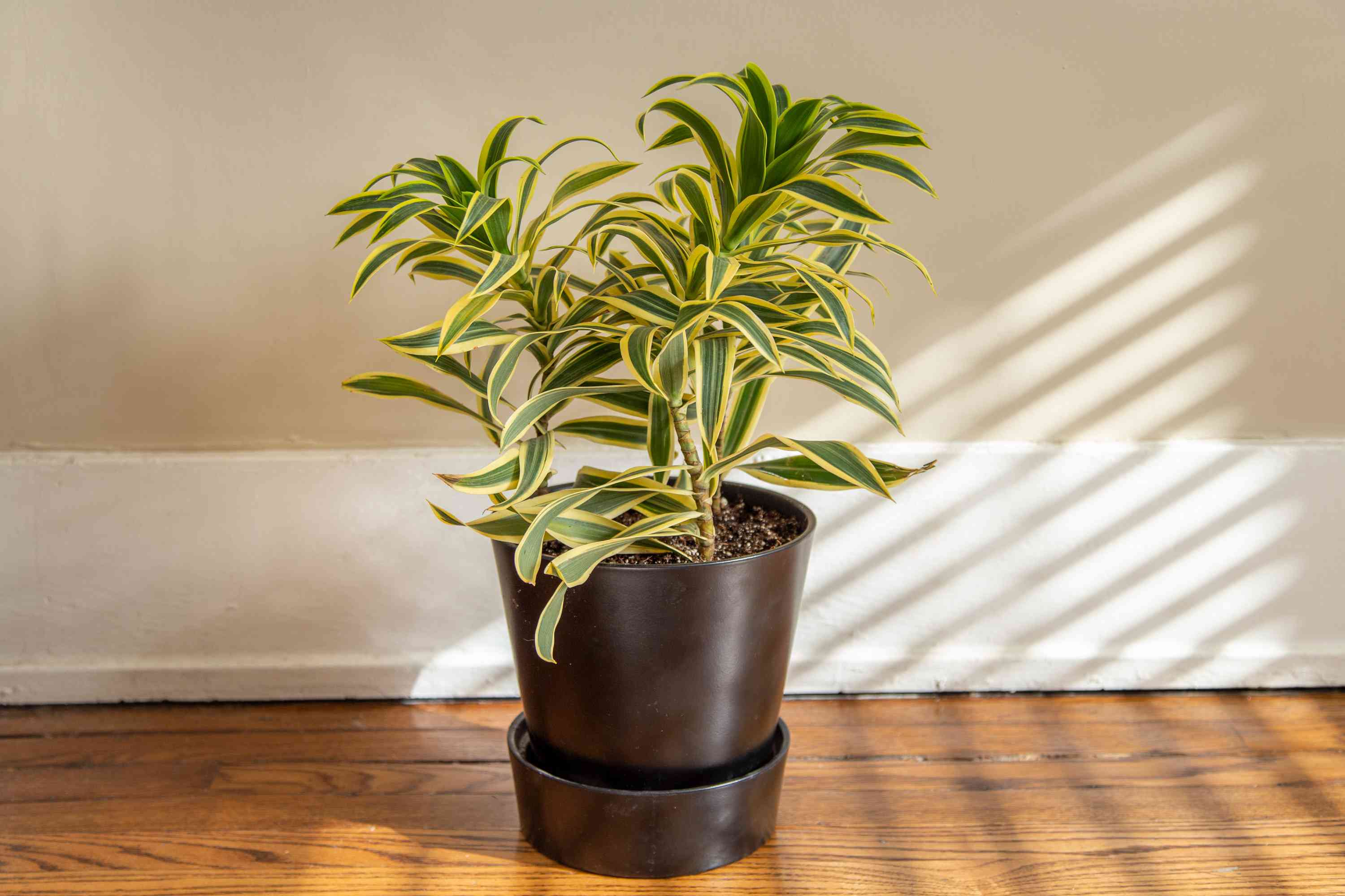Song of India Variegated Plant | Indoor Plant | Low Maintenance Plant - Gardengram