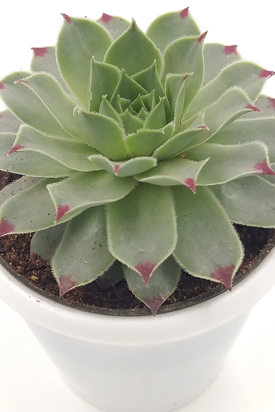 Sempervivum house leek plant
