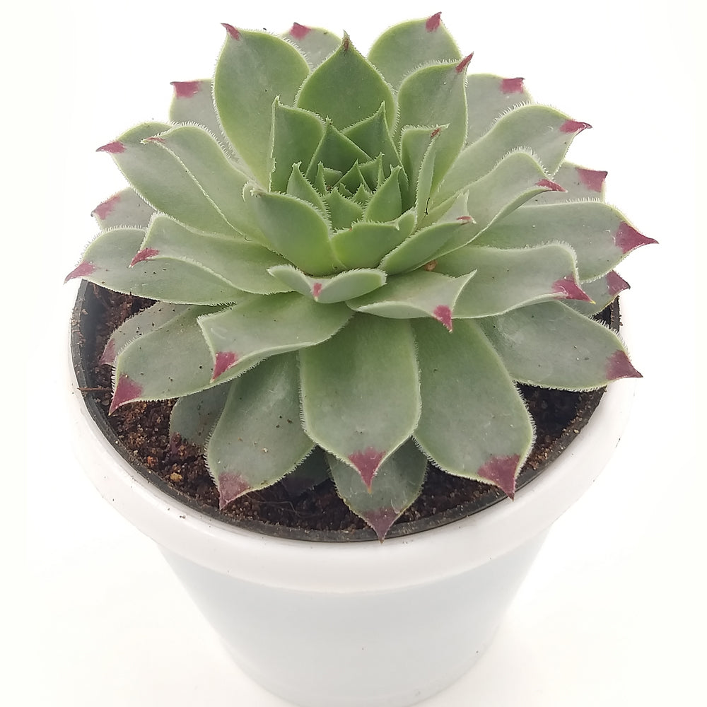 Sempervivum house leek plant
