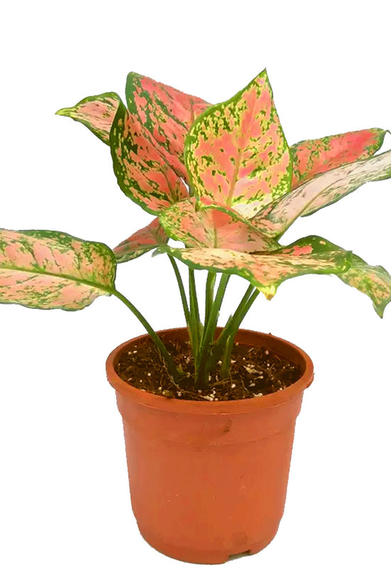 Aglaonema pink splash indoor plant
