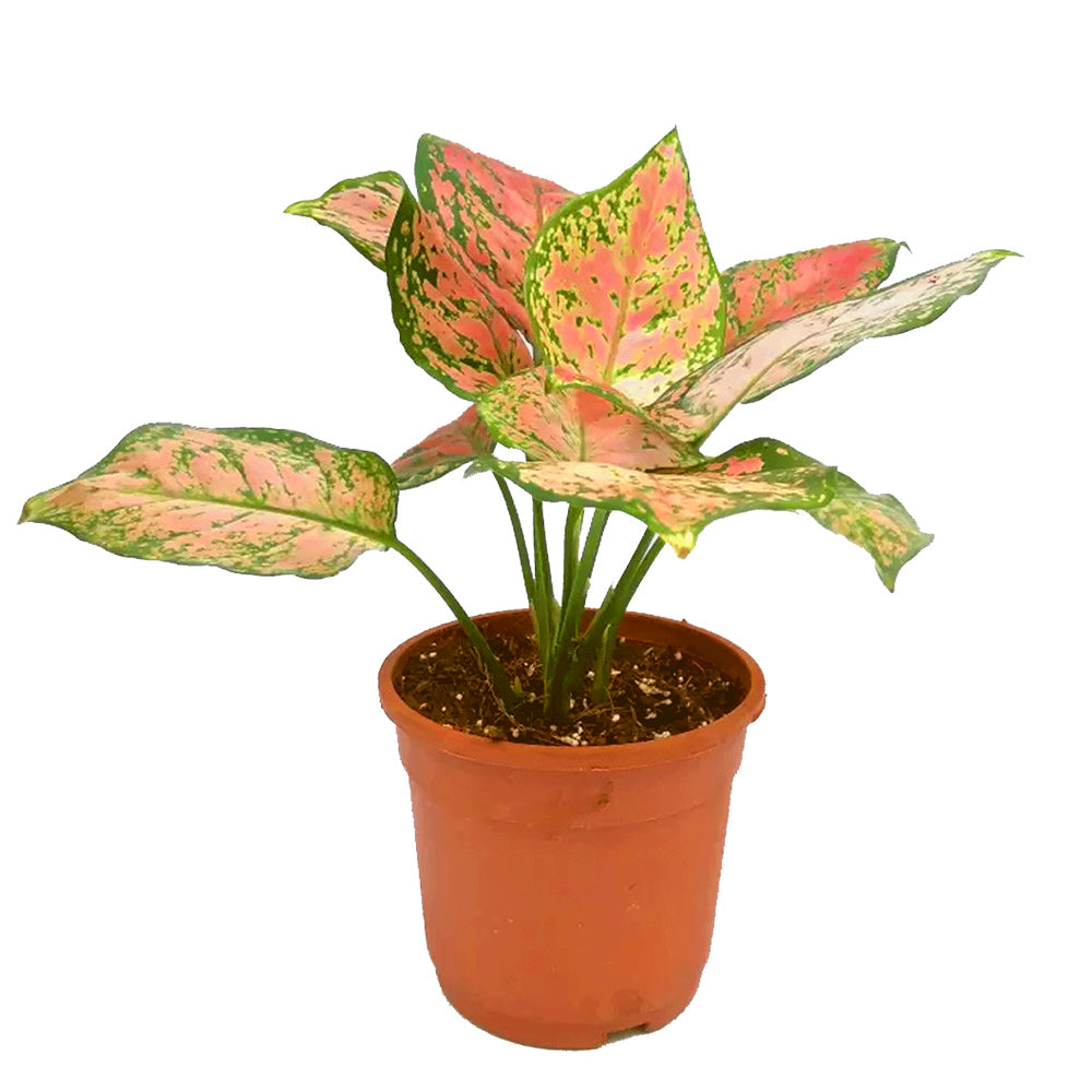 Aglaonema pink splash indoor plant
