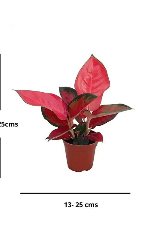 Red Aglaonema Valentine indoor plant
