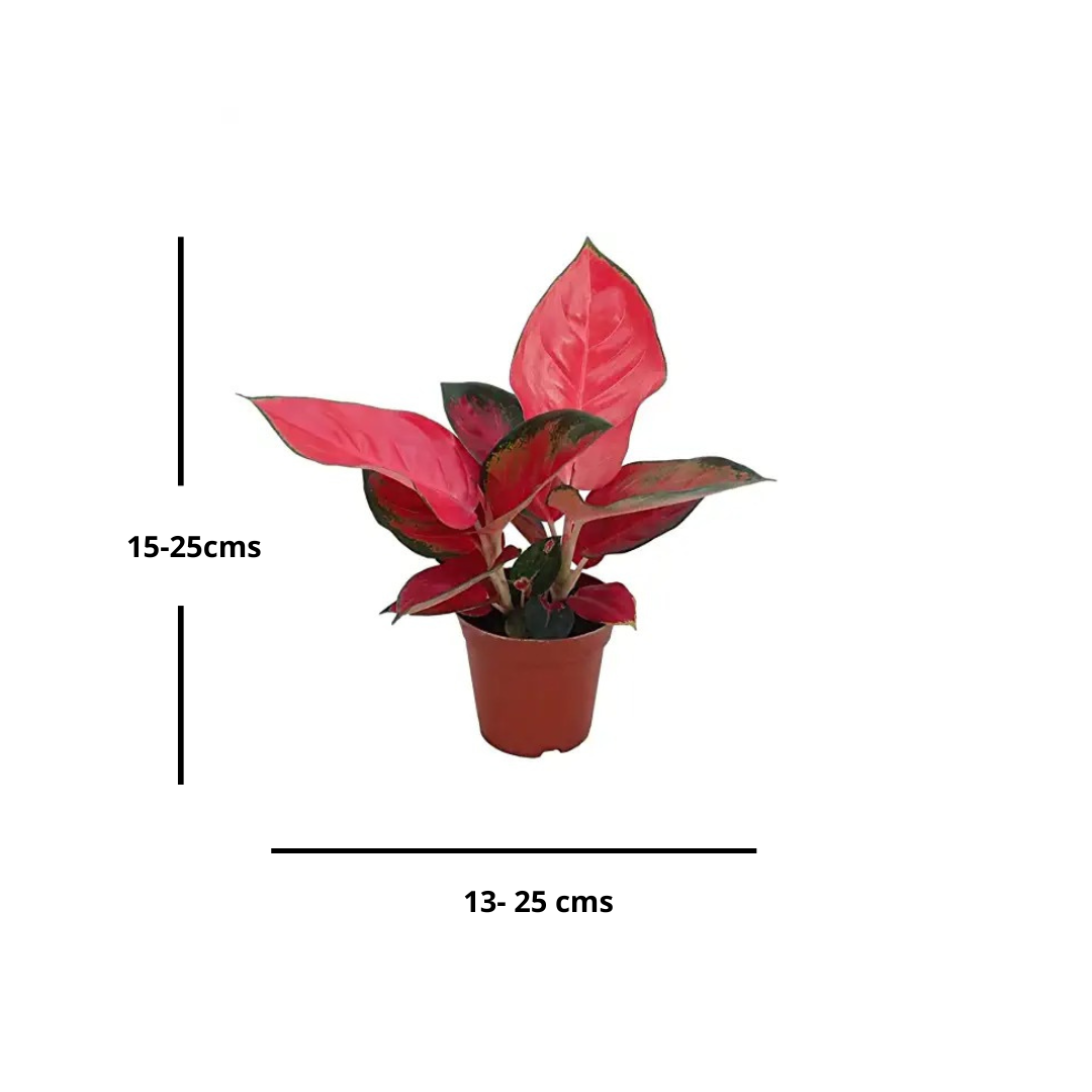 Red Aglaonema Valentine | Indoor Plant | Home Improvement Plant - Gardengram
