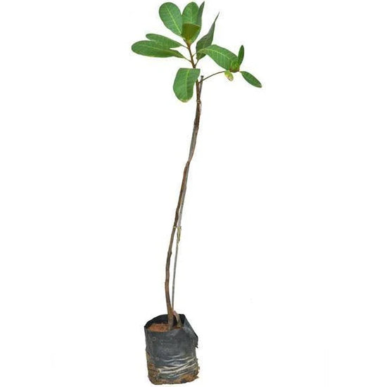 Cashew nut plant for farm or home
