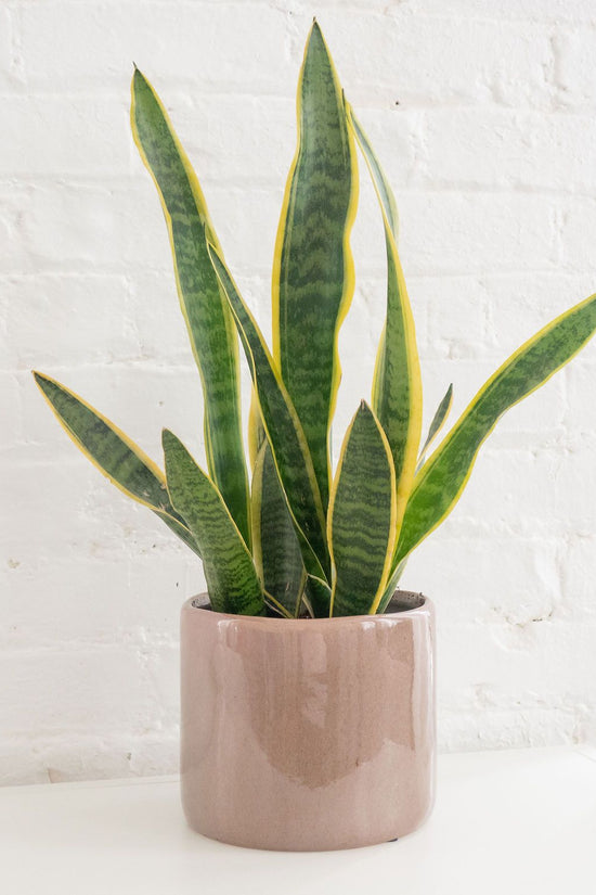 Green Sansevieria indoor plant
