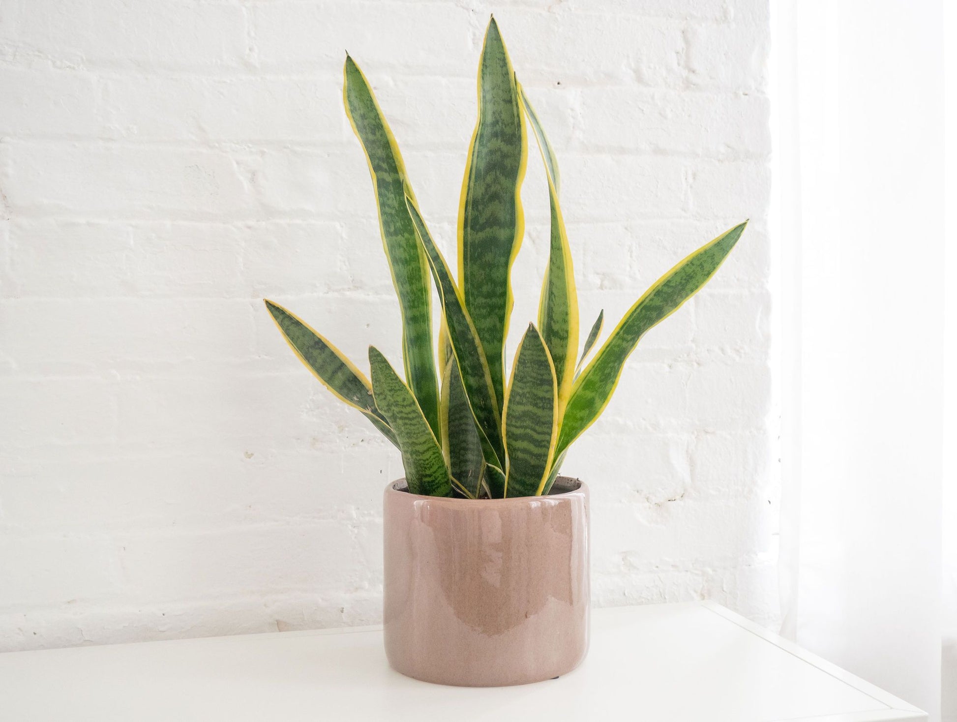 Green Sansevieria indoor plant
