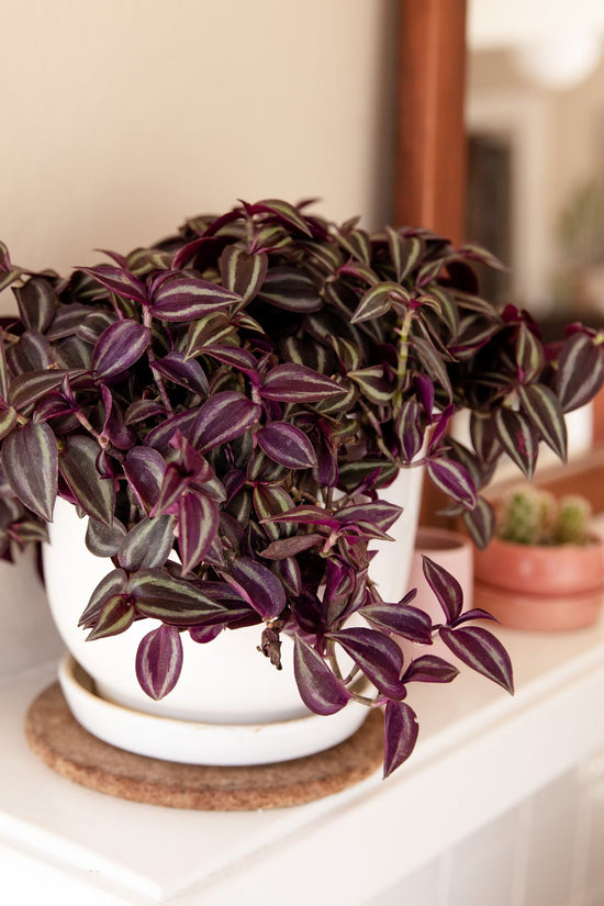 Inch plant (Tradescantia) indoor creeper
