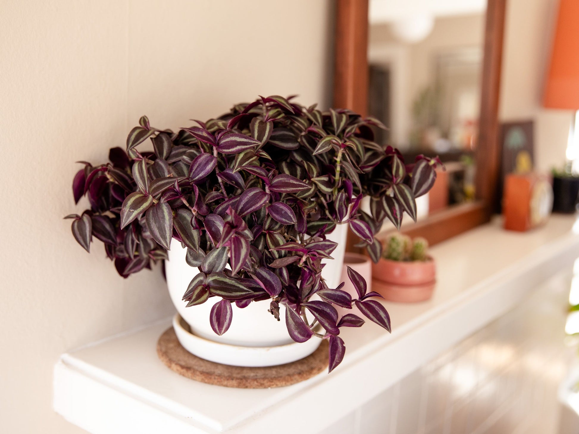 Inch plant (Tradescantia) indoor creeper
