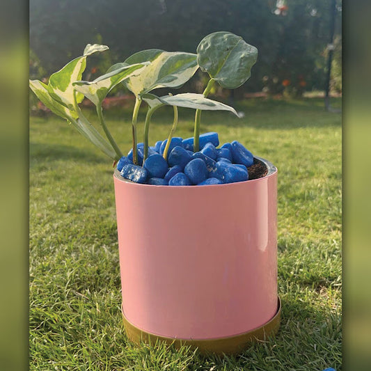 Marble queen pothos with gift packaging
