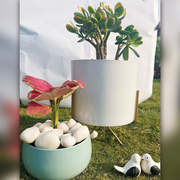 His and Her Combo Set ( 2 pots + 2 Plants + pebbles and miniature love bird set ) - Gardengram