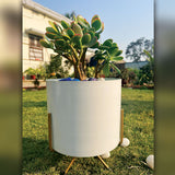 Lucky Dhan Kuber Planter Set ( Plant + Pot + Pebbles) | Ovata Crassula in White Pot