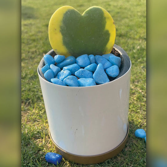 Sweetheart plant with pot and pebbles
