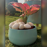 The Red Valentine Aglaonema combo ( Plant + Pot + Pebbles) - Gardengram