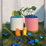 The pure love combo ( 2 Plants + 2 Pot + Pebbles + Miniature Love Birds) - Gardengram