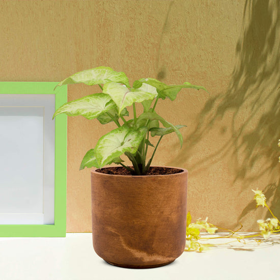 Vintage-style Gardengram planter
