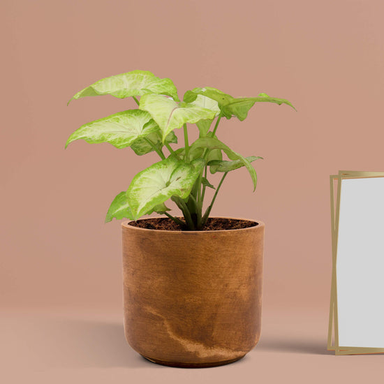 Vintage-style Gardengram planter
