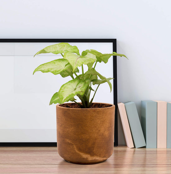 Vintage-style Gardengram planter
