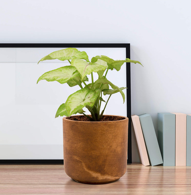 Vintage-style Gardengram planter
