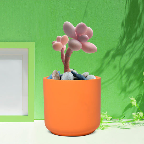 Zeno ceramic planter - lily shape
